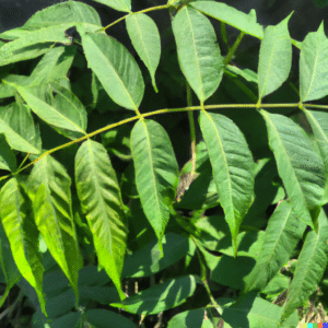 Ailanthus altissima